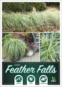 Carex Feather Falls - Ausplant Nursery, Dalby, Queensland